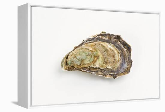 Pacific Oyster-David Nunuk-Framed Premier Image Canvas