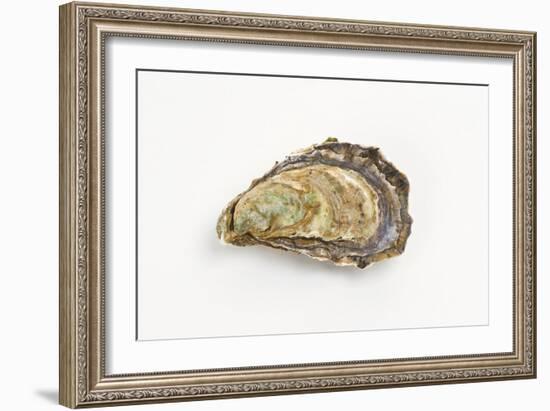 Pacific Oyster-David Nunuk-Framed Photographic Print