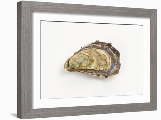 Pacific Oyster-David Nunuk-Framed Photographic Print