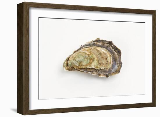 Pacific Oyster-David Nunuk-Framed Photographic Print