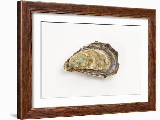 Pacific Oyster-David Nunuk-Framed Photographic Print