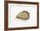 Pacific Oyster-David Nunuk-Framed Photographic Print