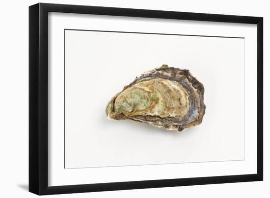 Pacific Oyster-David Nunuk-Framed Photographic Print