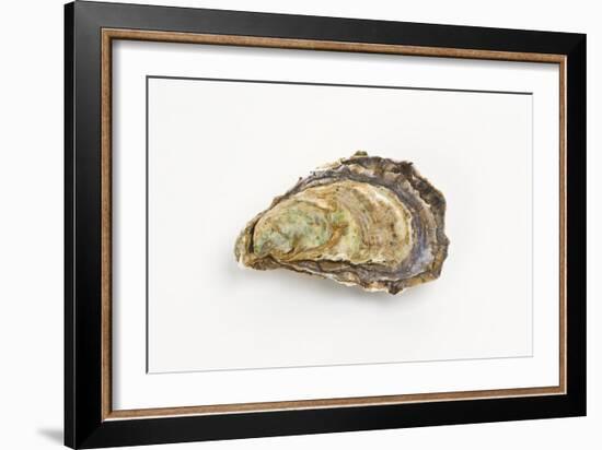 Pacific Oyster-David Nunuk-Framed Photographic Print