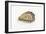 Pacific Oyster-David Nunuk-Framed Photographic Print