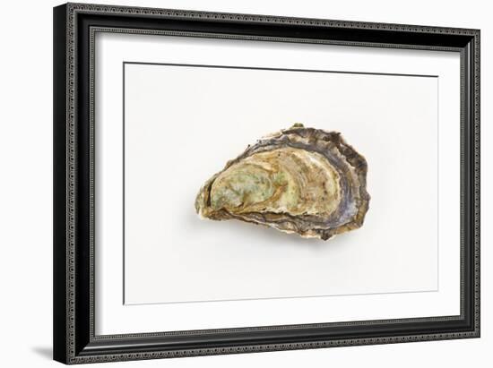 Pacific Oyster-David Nunuk-Framed Photographic Print