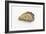 Pacific Oyster-David Nunuk-Framed Photographic Print