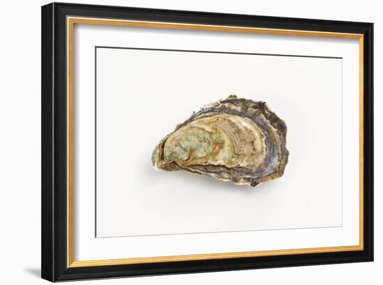 Pacific Oyster-David Nunuk-Framed Photographic Print