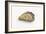 Pacific Oyster-David Nunuk-Framed Photographic Print