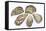 Pacific Oysters-David Nunuk-Framed Premier Image Canvas