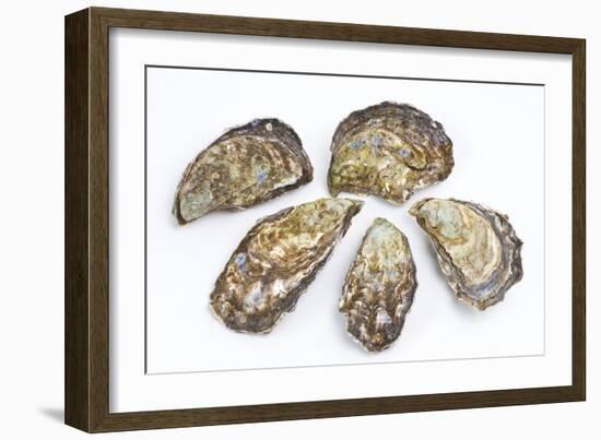 Pacific Oysters-David Nunuk-Framed Photographic Print