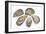 Pacific Oysters-David Nunuk-Framed Photographic Print