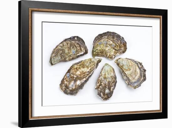 Pacific Oysters-David Nunuk-Framed Photographic Print