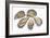 Pacific Oysters-David Nunuk-Framed Photographic Print