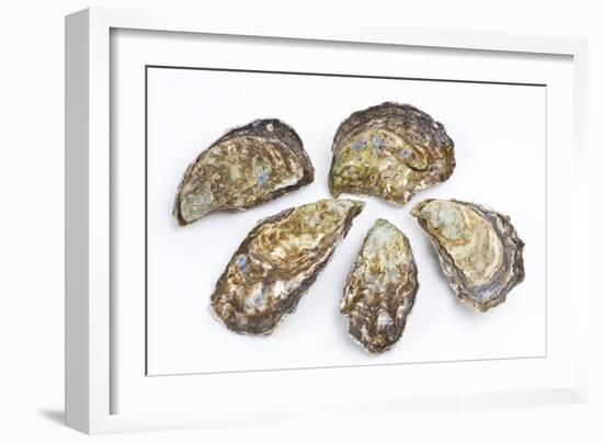 Pacific Oysters-David Nunuk-Framed Photographic Print