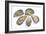 Pacific Oysters-David Nunuk-Framed Photographic Print