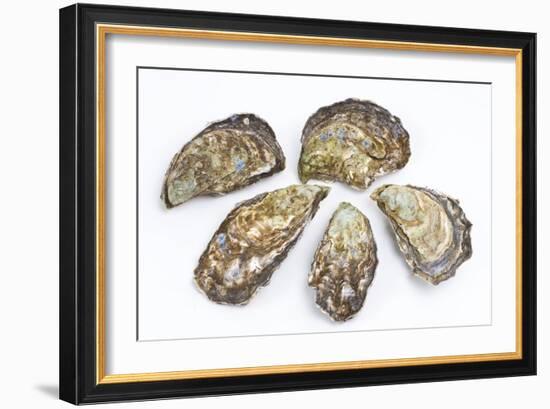 Pacific Oysters-David Nunuk-Framed Photographic Print