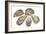 Pacific Oysters-David Nunuk-Framed Photographic Print