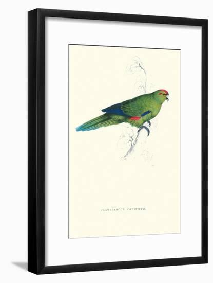 Pacific Parakeet - Cyanorhamphus Novaevelandiae-Edward Lear-Framed Art Print