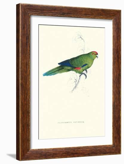 Pacific Parakeet - Cyanorhamphus Novaevelandiae-Edward Lear-Framed Art Print