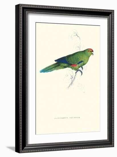 Pacific Parakeet - Cyanorhamphus Novaevelandiae-Edward Lear-Framed Art Print