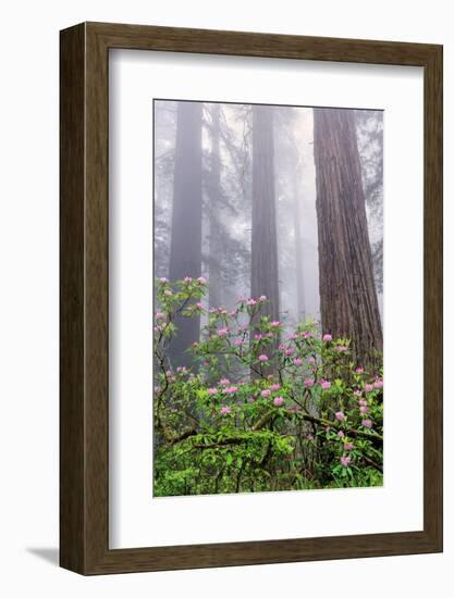 Pacific Rhododendron in foggy redwood forest, Redwood National Park.-Adam Jones-Framed Photographic Print