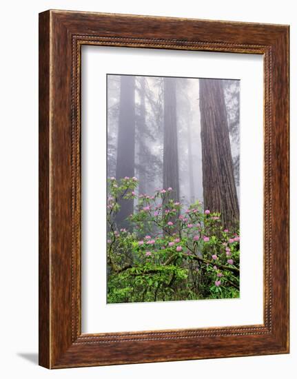 Pacific Rhododendron in foggy redwood forest, Redwood National Park.-Adam Jones-Framed Photographic Print