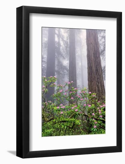 Pacific Rhododendron in foggy redwood forest, Redwood National Park.-Adam Jones-Framed Photographic Print