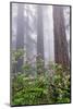 Pacific Rhododendron in foggy redwood forest, Redwood National Park.-Adam Jones-Mounted Photographic Print