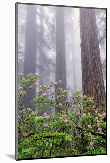 Pacific Rhododendron in foggy redwood forest, Redwood National Park.-Adam Jones-Mounted Photographic Print