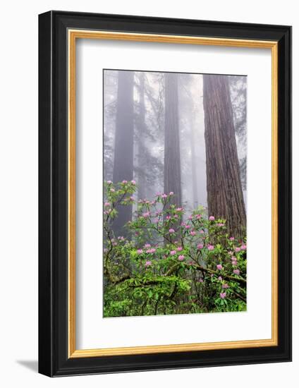 Pacific Rhododendron in foggy redwood forest, Redwood National Park.-Adam Jones-Framed Photographic Print