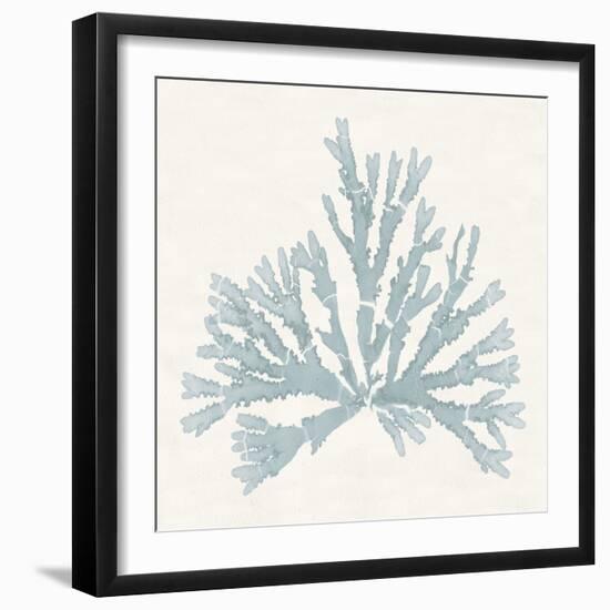 Pacific Sea Mosses IV Blue-Wild Apple Portfolio-Framed Art Print