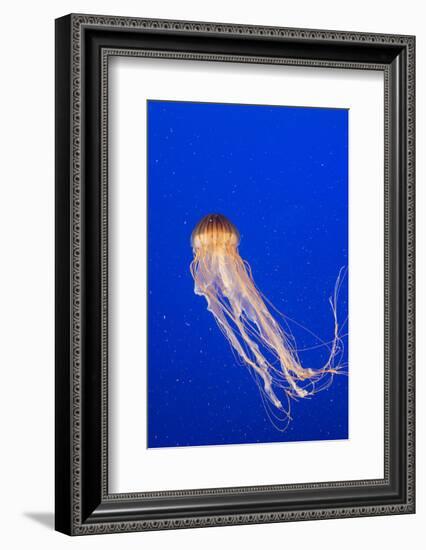 Pacific Sea nettle jellyfish (Chrysaora fuscescens), captive, Vancouver, Canada.-Adrian Davies-Framed Photographic Print