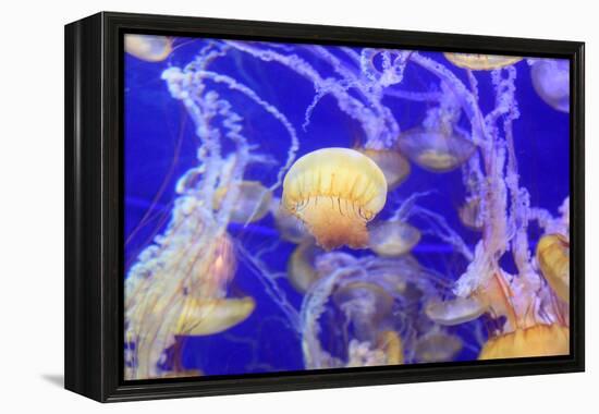 Pacific Sea Nettle Jellyfish, Chrysaora Fuscescens-steffstarr-Framed Premier Image Canvas