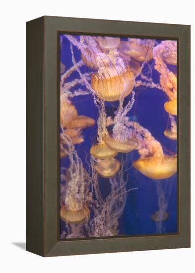 Pacific Sea Nettle Jellyfish, Chrysaora Fuscescens-steffstarr-Framed Premier Image Canvas