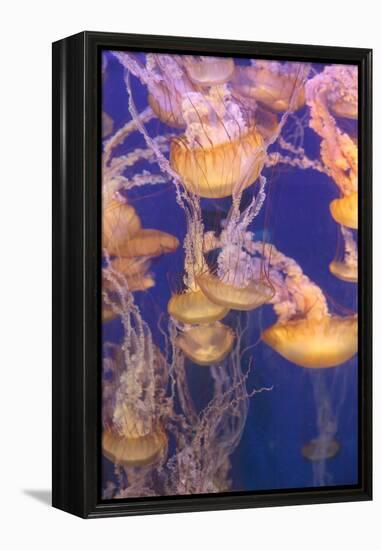 Pacific Sea Nettle Jellyfish, Chrysaora Fuscescens-steffstarr-Framed Premier Image Canvas