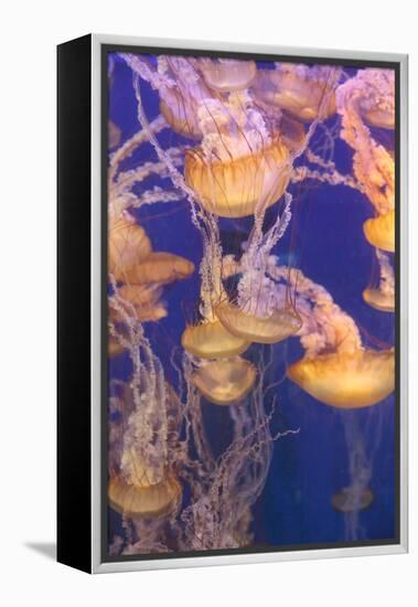 Pacific Sea Nettle Jellyfish, Chrysaora Fuscescens-steffstarr-Framed Premier Image Canvas