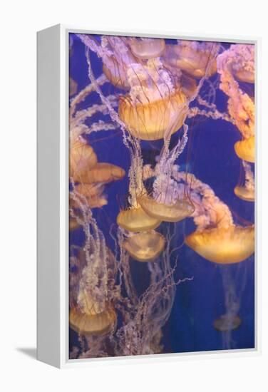 Pacific Sea Nettle Jellyfish, Chrysaora Fuscescens-steffstarr-Framed Premier Image Canvas