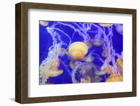 Pacific Sea Nettle Jellyfish, Chrysaora Fuscescens-steffstarr-Framed Photographic Print