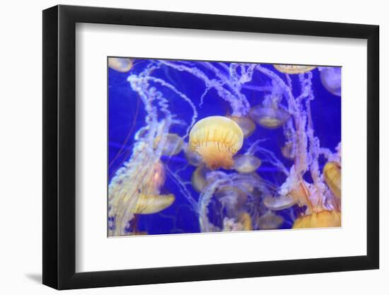 Pacific Sea Nettle Jellyfish, Chrysaora Fuscescens-steffstarr-Framed Photographic Print