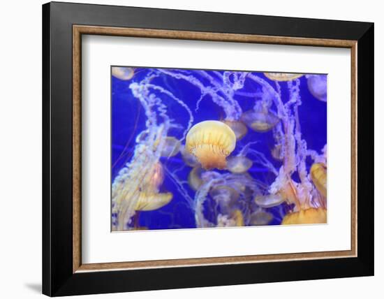 Pacific Sea Nettle Jellyfish, Chrysaora Fuscescens-steffstarr-Framed Photographic Print