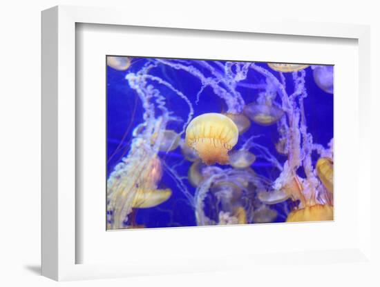 Pacific Sea Nettle Jellyfish, Chrysaora Fuscescens-steffstarr-Framed Photographic Print