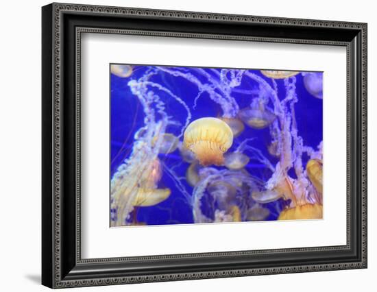 Pacific Sea Nettle Jellyfish, Chrysaora Fuscescens-steffstarr-Framed Photographic Print