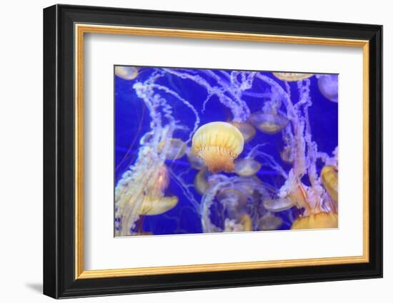 Pacific Sea Nettle Jellyfish, Chrysaora Fuscescens-steffstarr-Framed Photographic Print