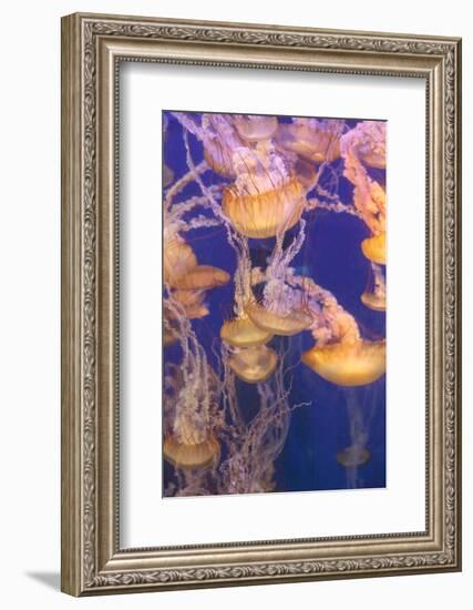 Pacific Sea Nettle Jellyfish, Chrysaora Fuscescens-steffstarr-Framed Photographic Print