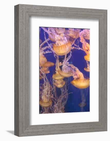 Pacific Sea Nettle Jellyfish, Chrysaora Fuscescens-steffstarr-Framed Photographic Print