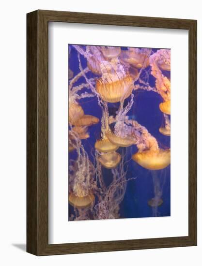 Pacific Sea Nettle Jellyfish, Chrysaora Fuscescens-steffstarr-Framed Photographic Print