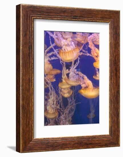 Pacific Sea Nettle Jellyfish, Chrysaora Fuscescens-steffstarr-Framed Photographic Print