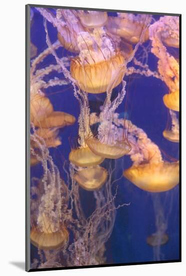 Pacific Sea Nettle Jellyfish, Chrysaora Fuscescens-steffstarr-Mounted Photographic Print