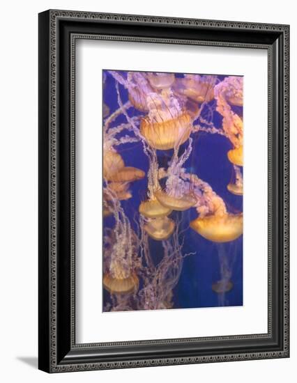 Pacific Sea Nettle Jellyfish, Chrysaora Fuscescens-steffstarr-Framed Photographic Print